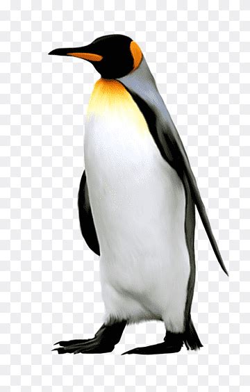pngwing.com.png|pingwing.